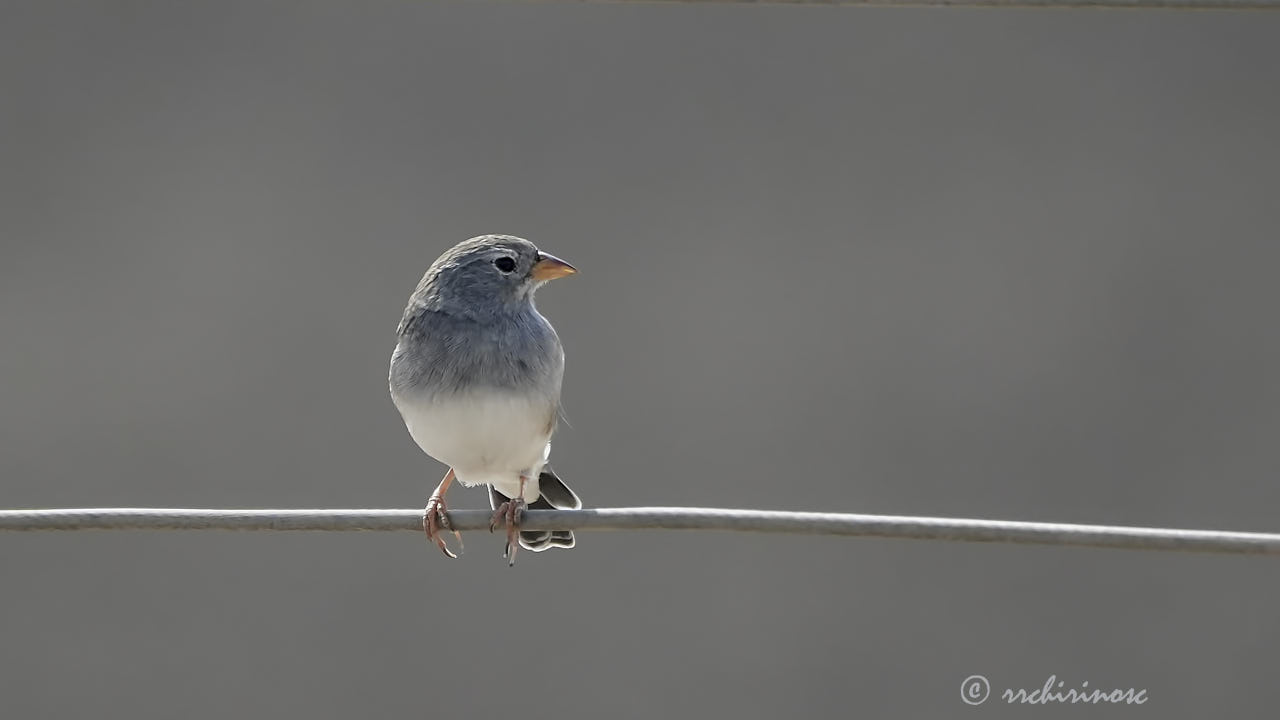 Band-tailed sierra finch