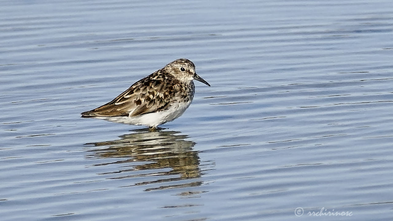 Least sandpiper
