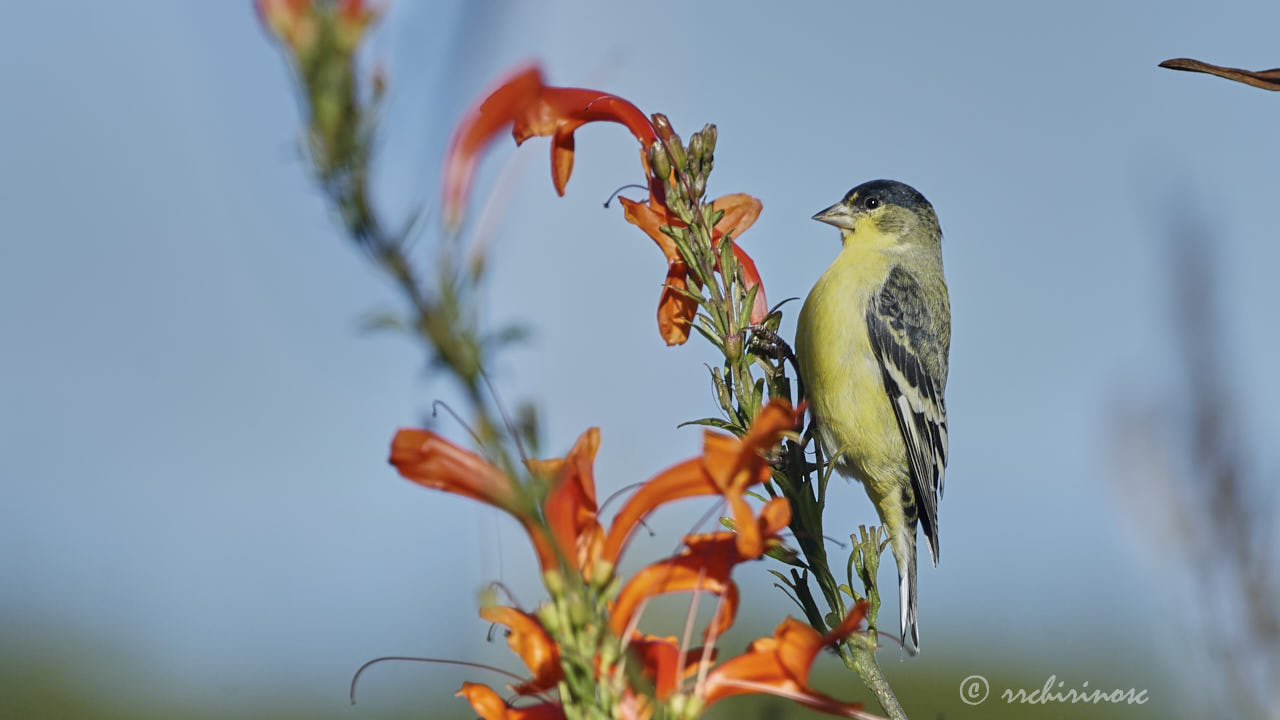 Lesser goldfinch