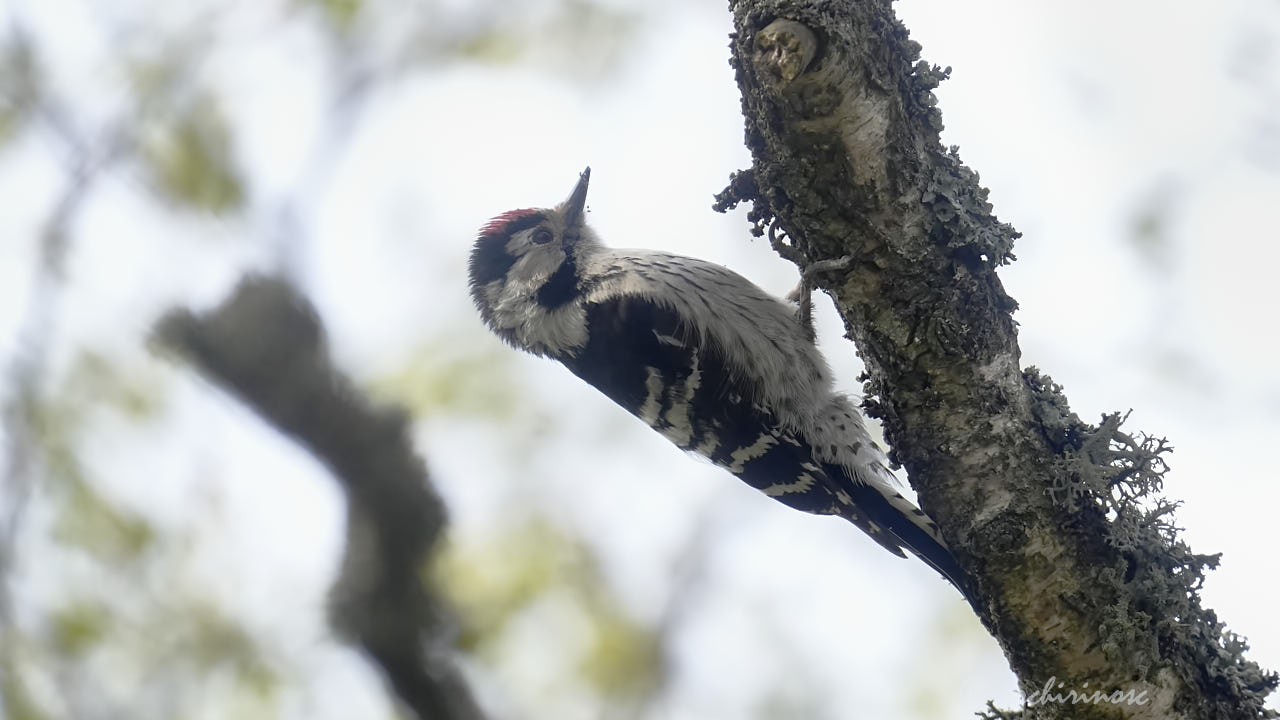 Lesser spotted woodpecker