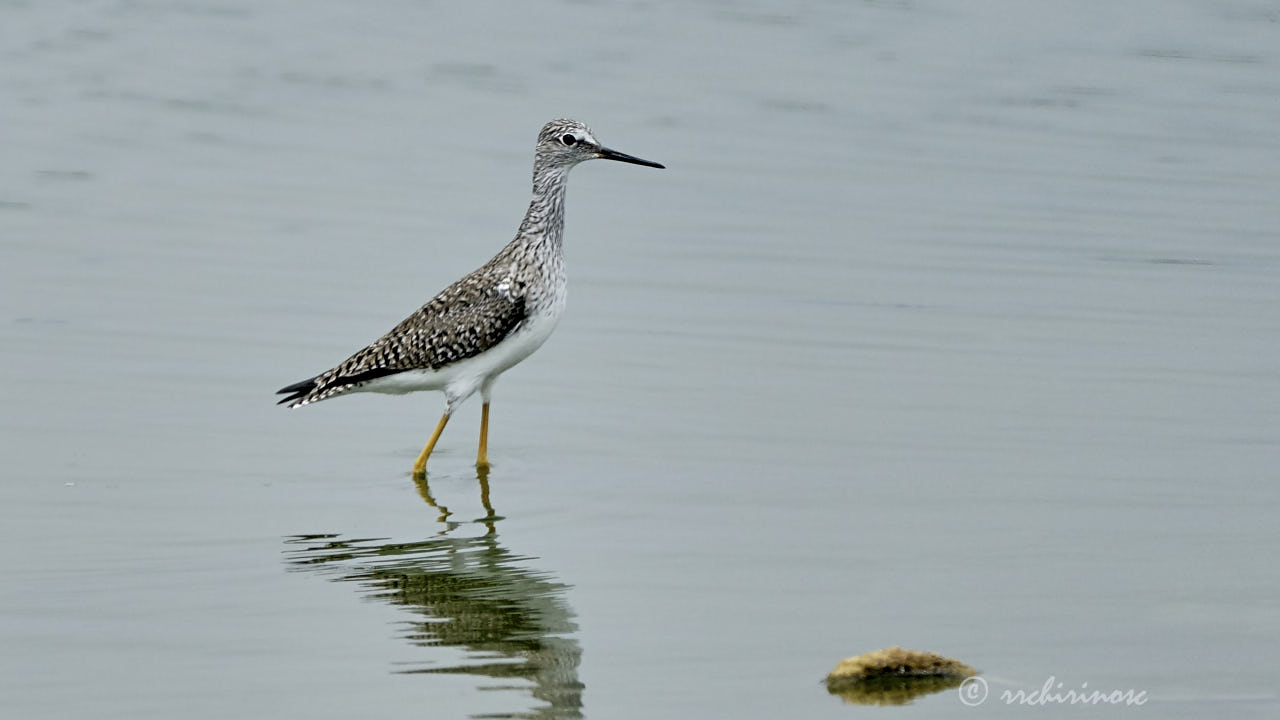 Lesser yellowlegs