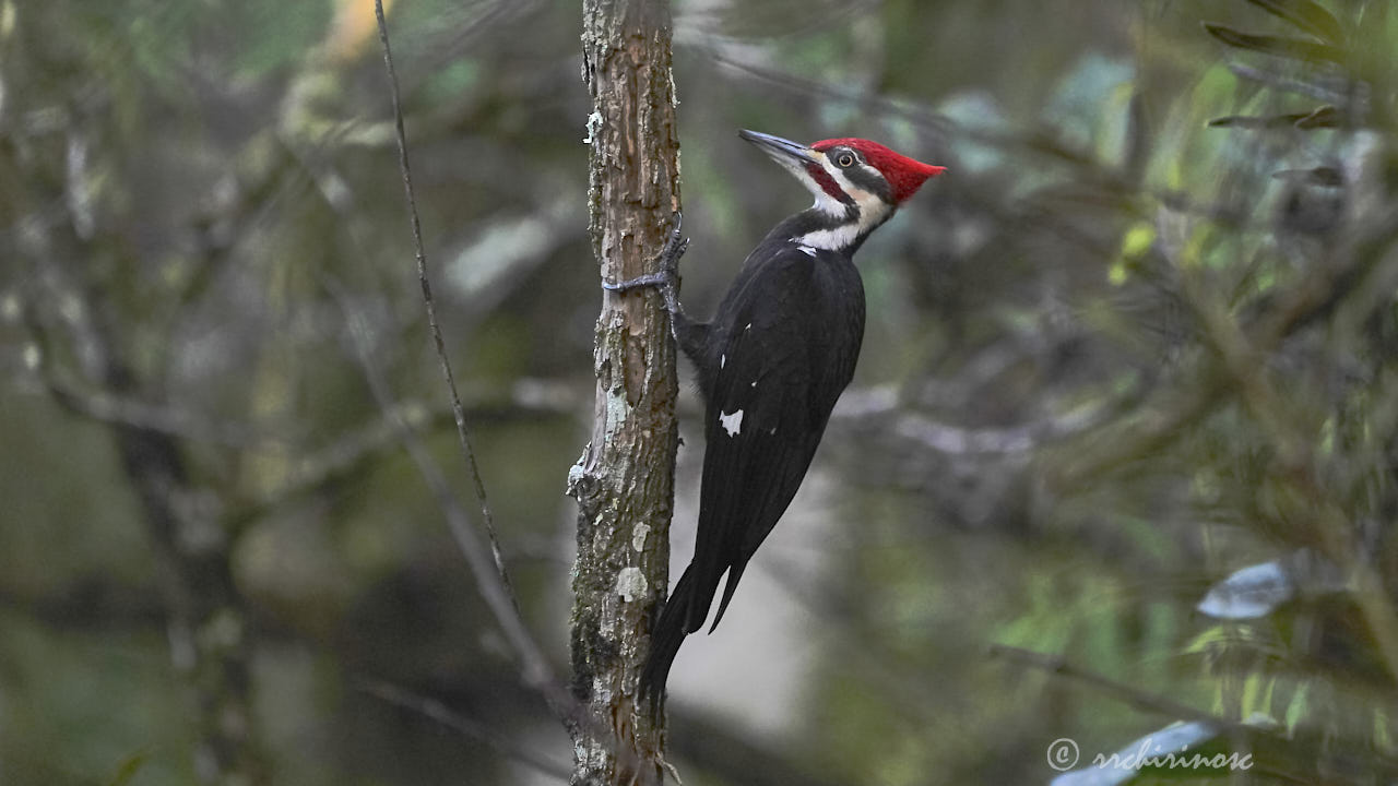 Lineated woodpecker