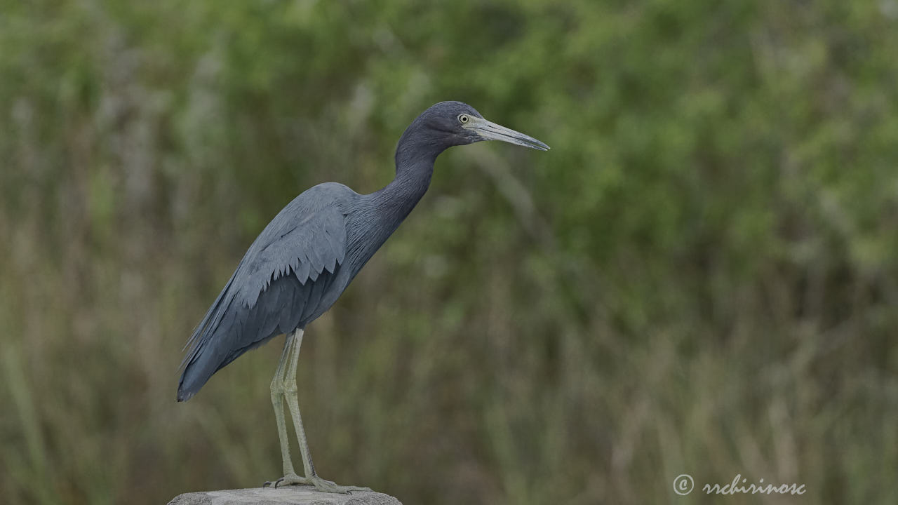 Little blue heron