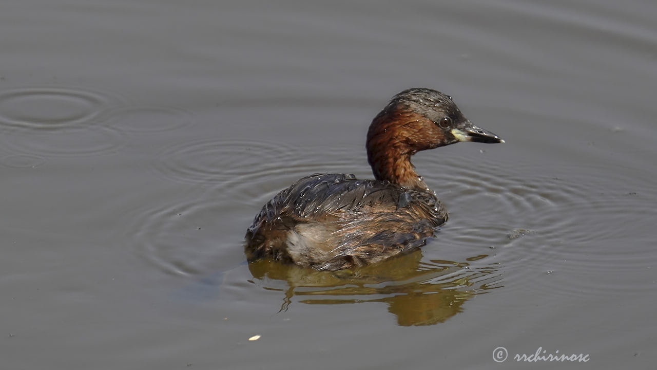 Little grebe
