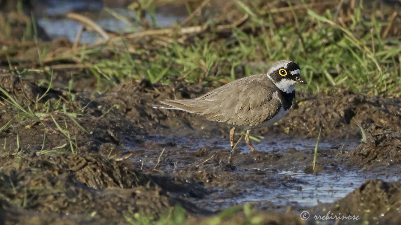 Little ringed plover