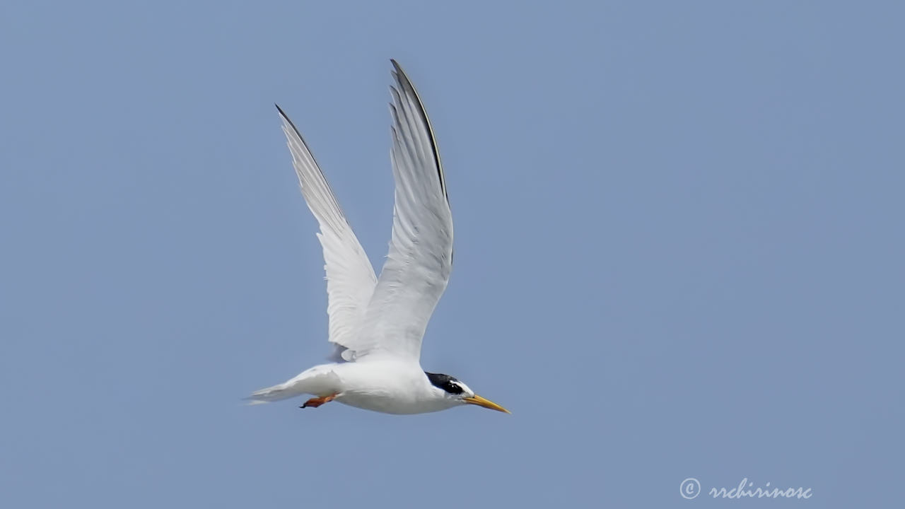 Little tern