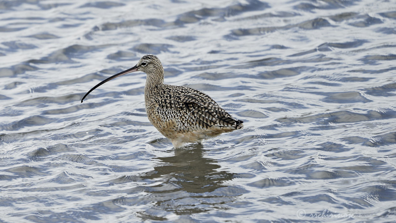 Long-billed curlew