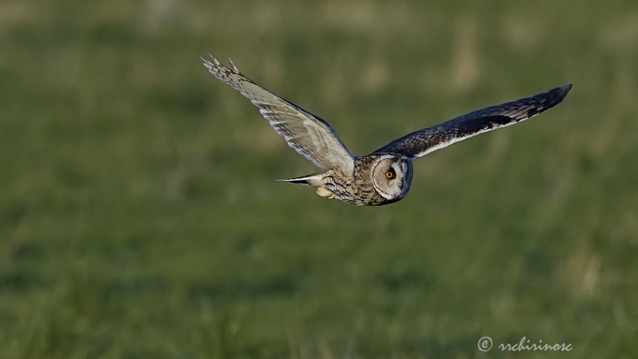 Long-eared owl
