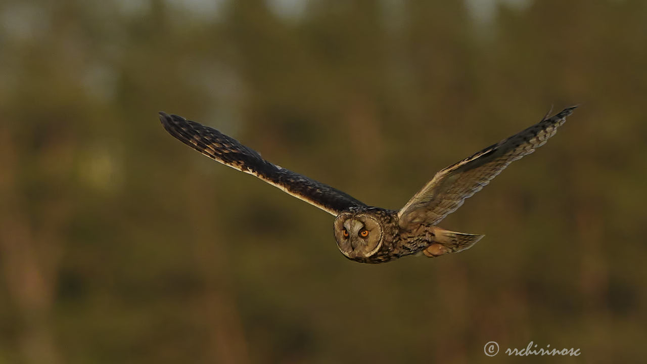 Long-eared owl