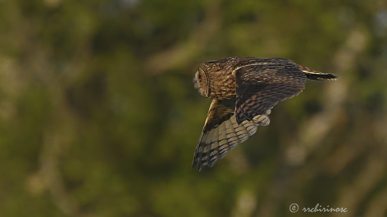 Long-eared owl