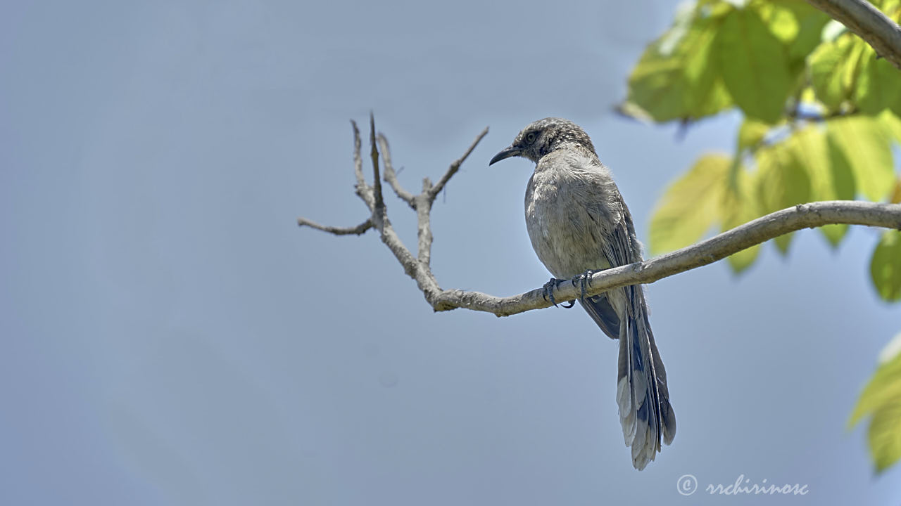 Long-tailed mockingbird