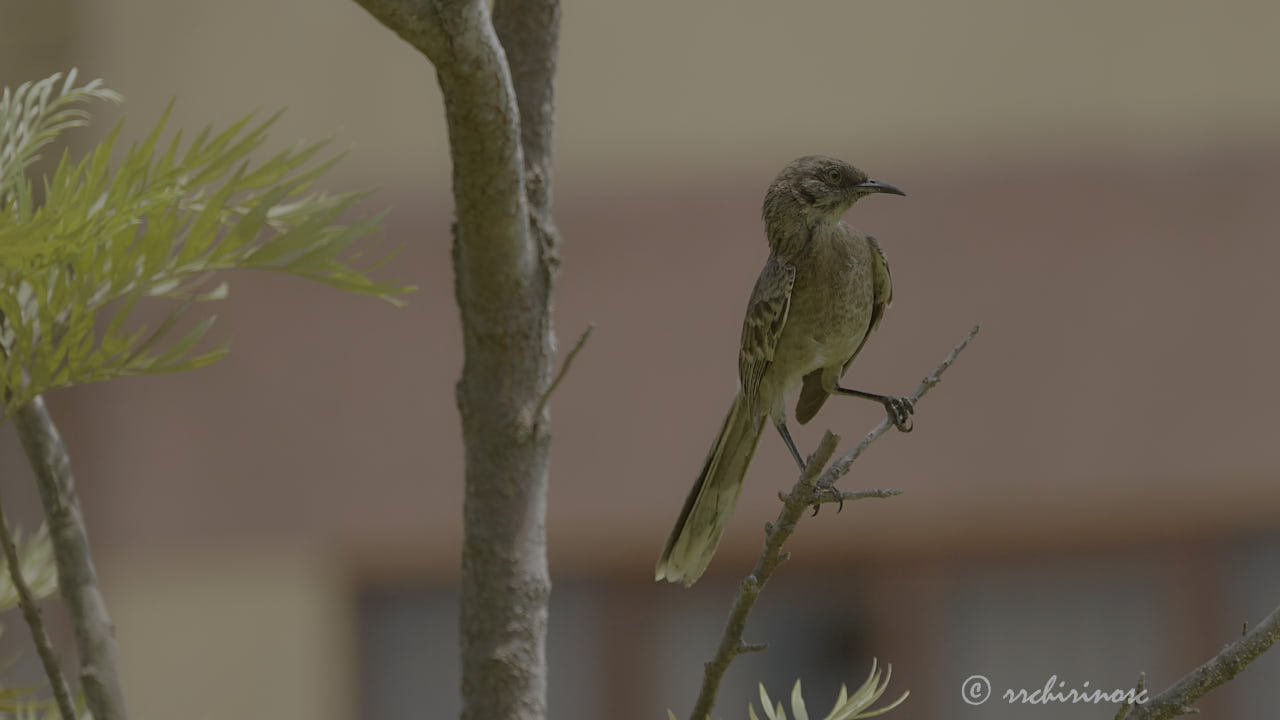 Long-tailed mockingbird
