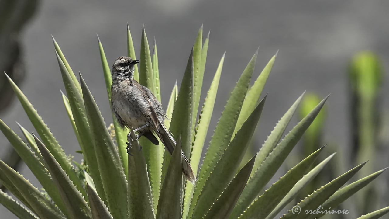 Long-tailed mockingbird