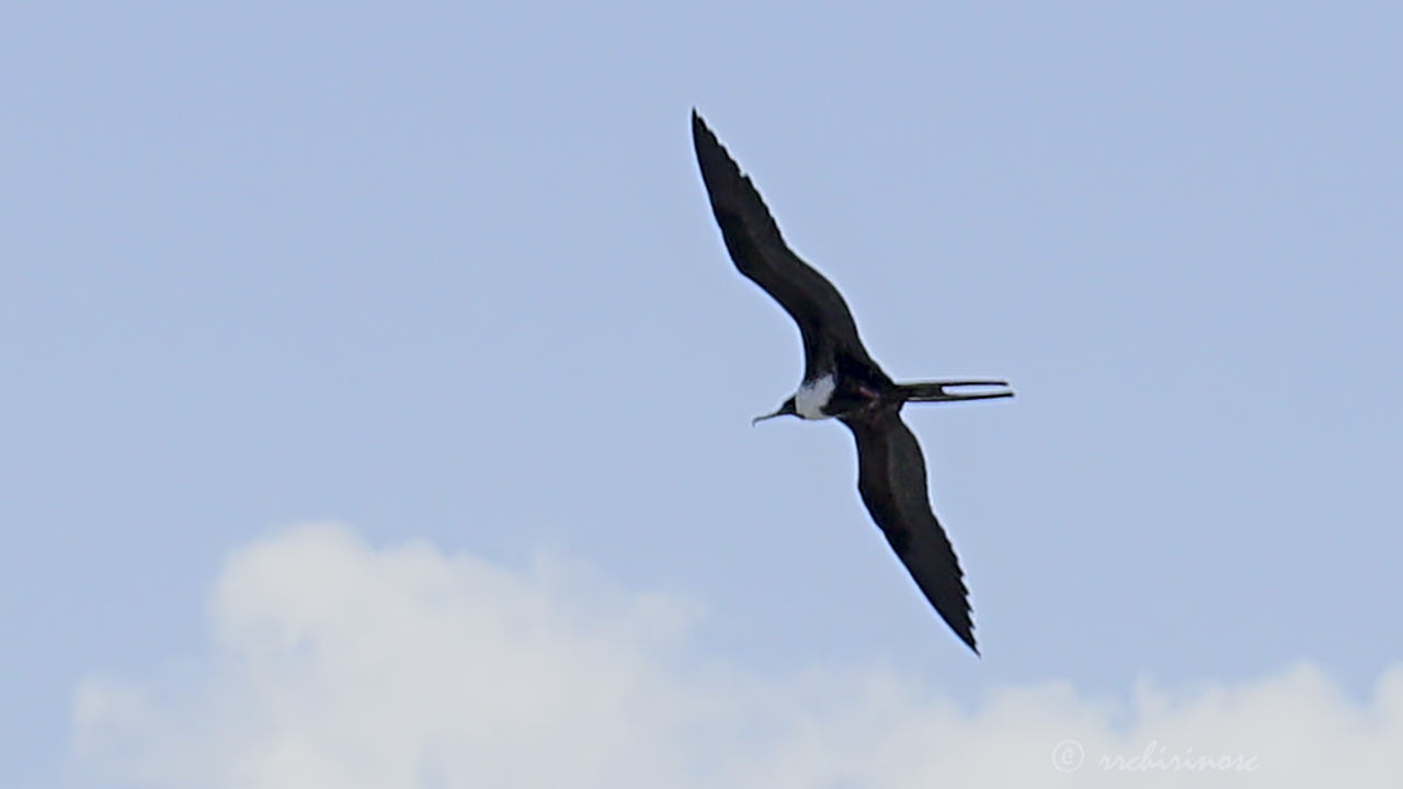 Magnificent frigatebird