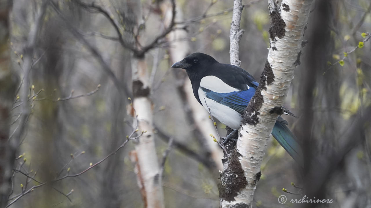 Eurasian magpie