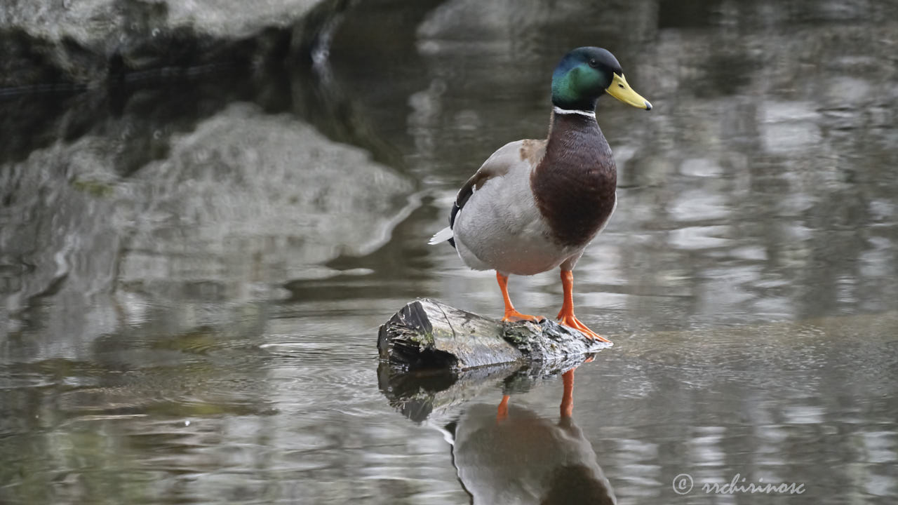 Mallard