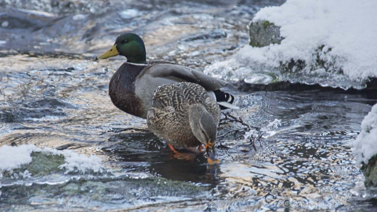 Mallard