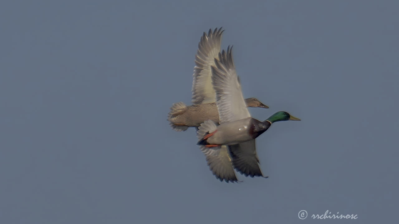 Mallard