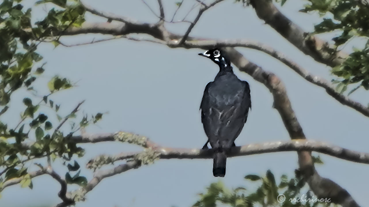 Bare-necked fruitcrow
