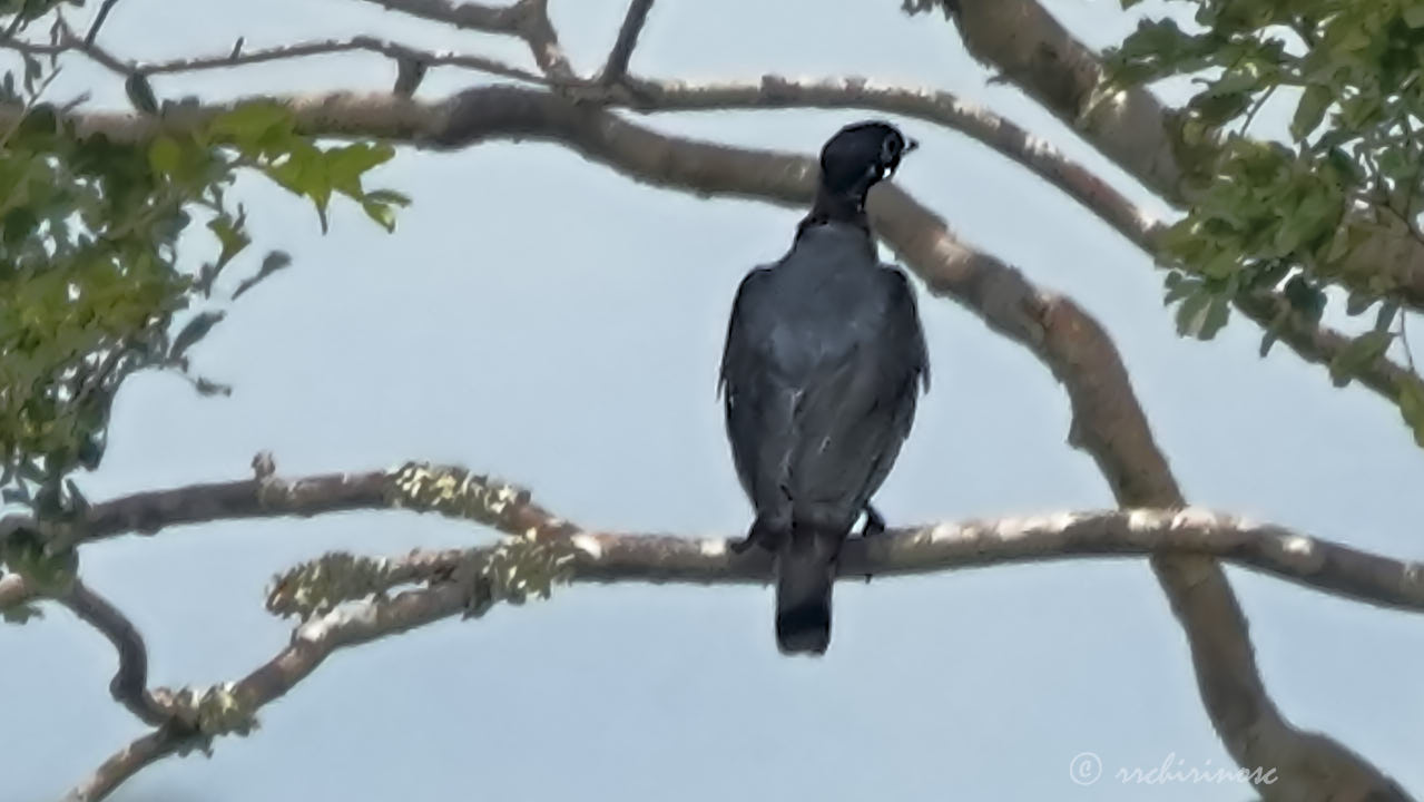 Bare-necked fruitcrow