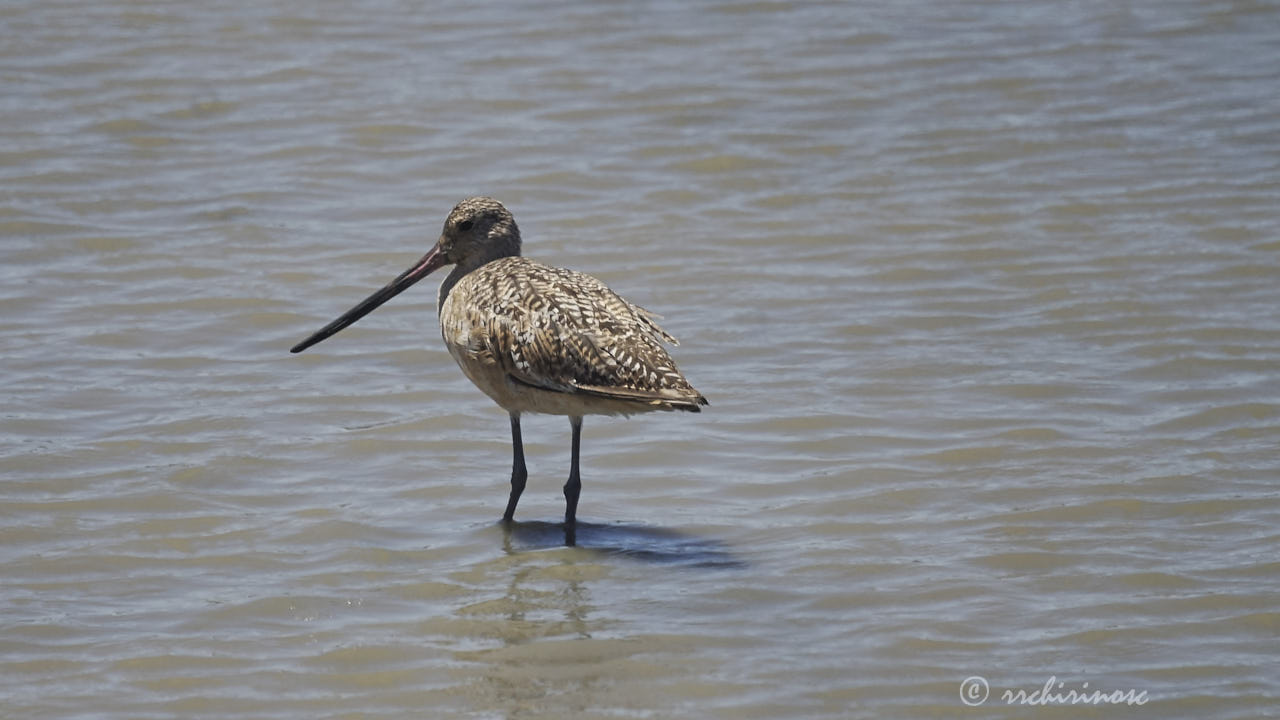 Marbled godwit