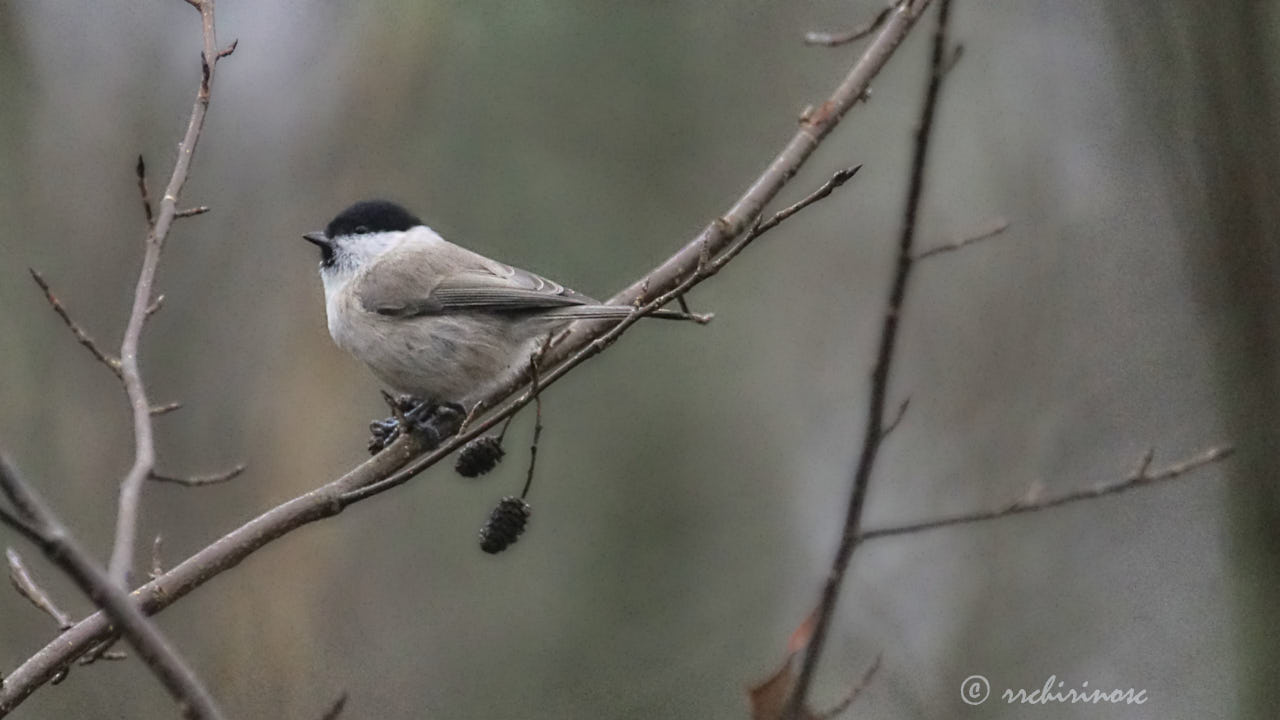 Marsh tit