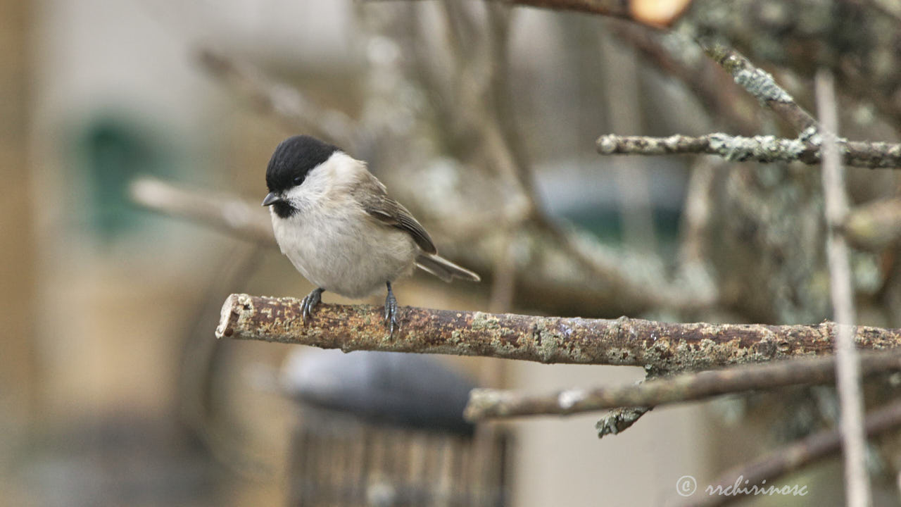 Marsh tit