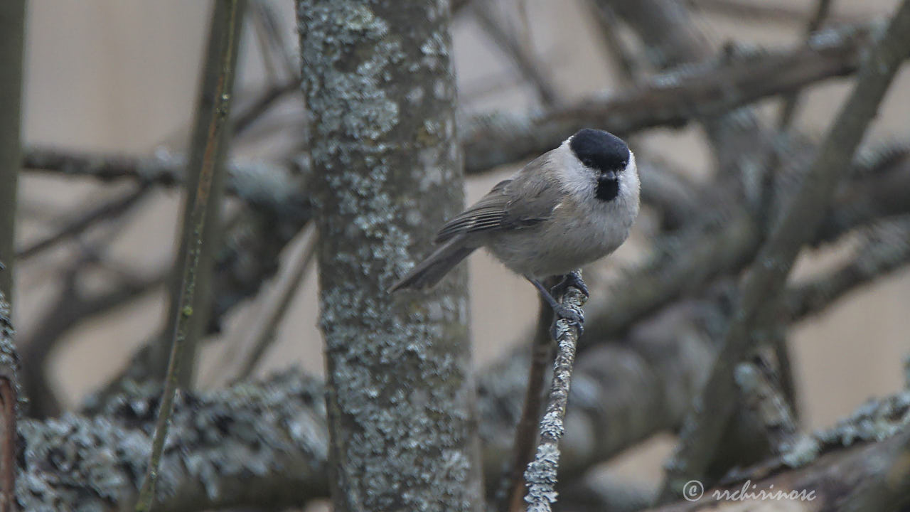 Marsh tit