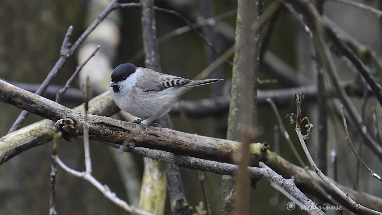 Marsh tit