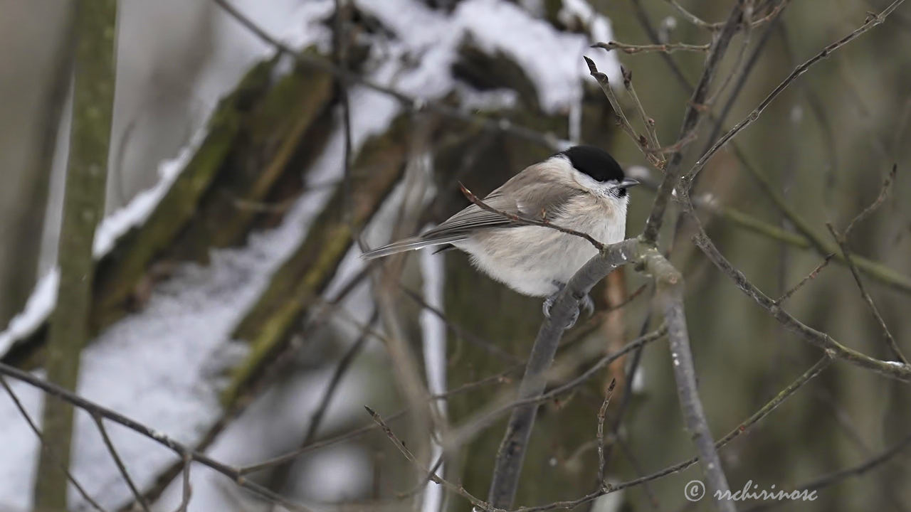 Marsh tit