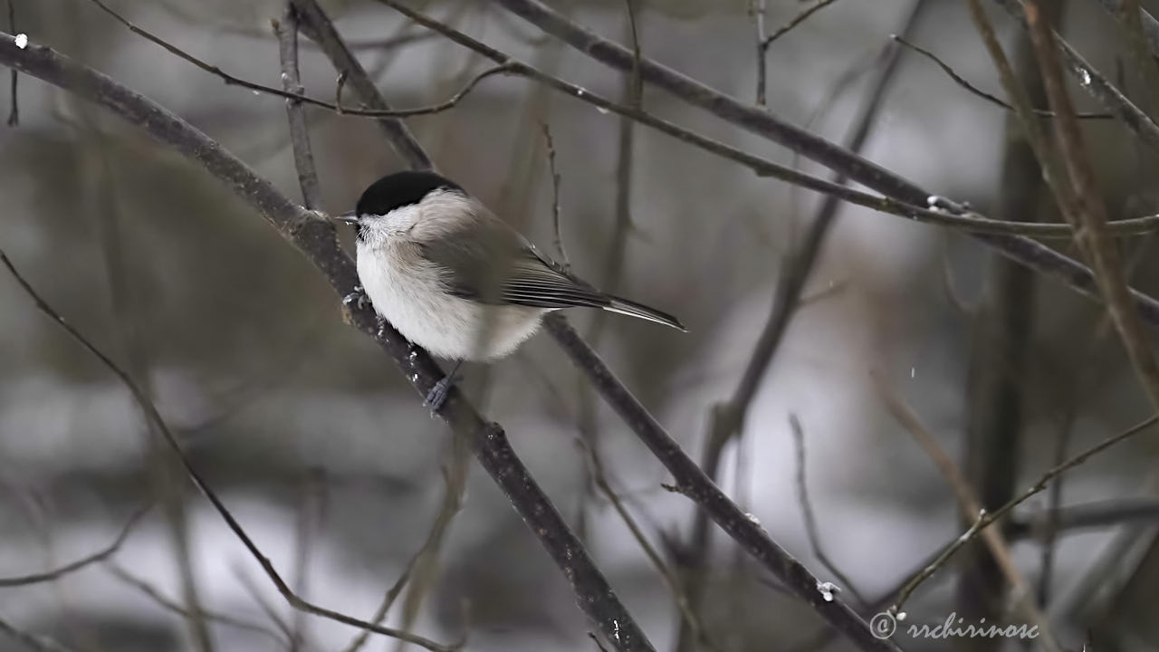 Marsh tit