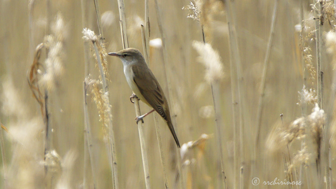 Marsh warbler