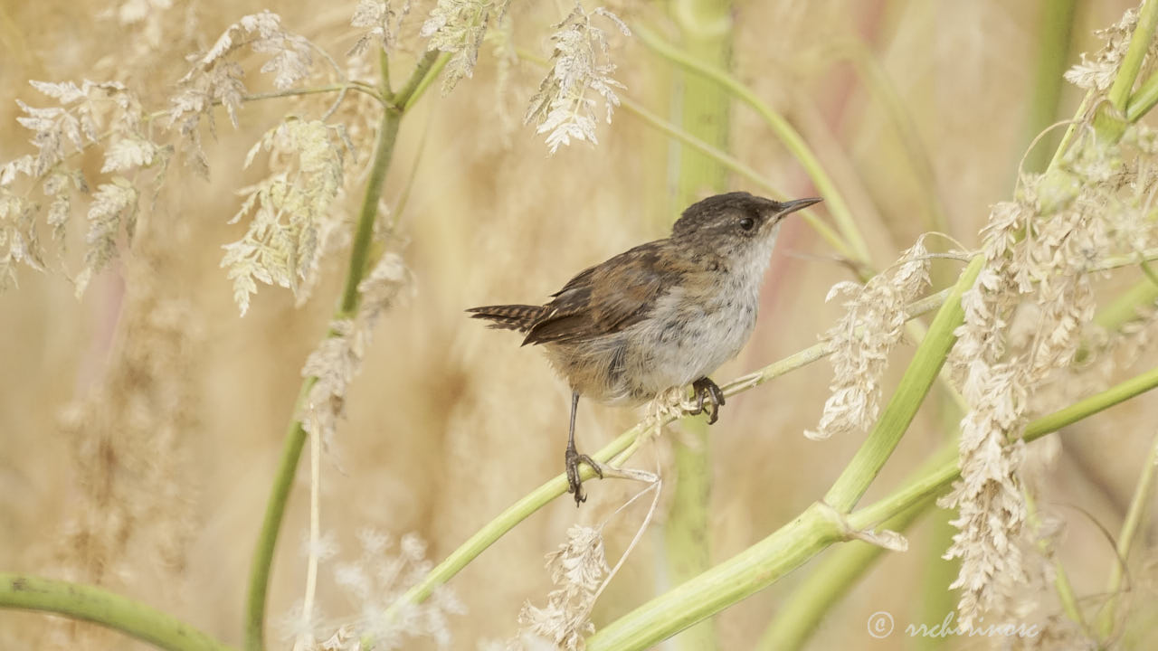 Marsh wren
