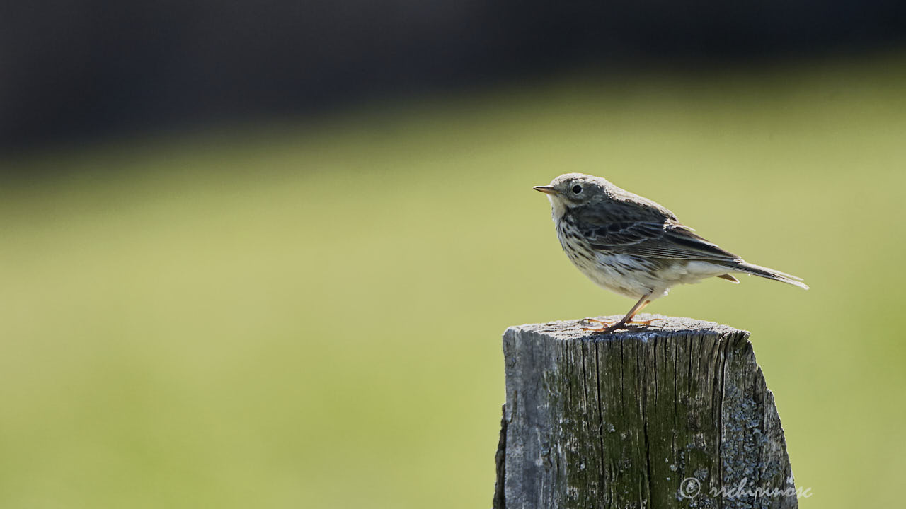 Meadow pipit