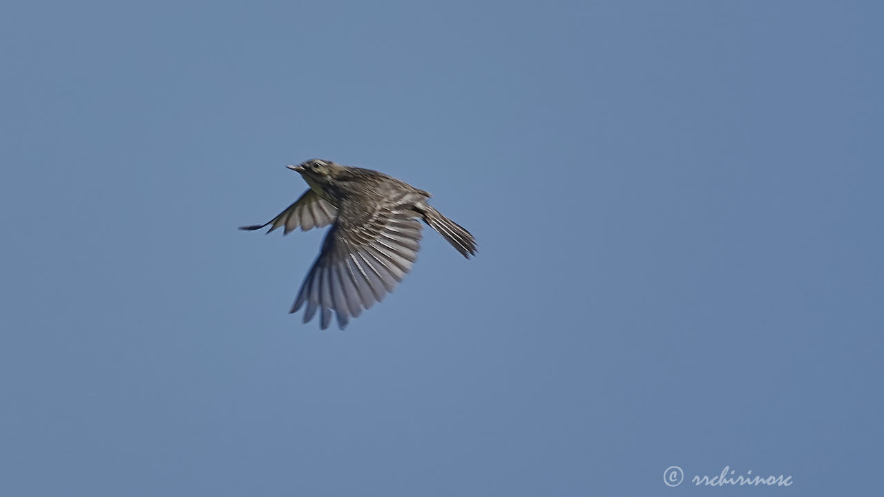 Meadow pipit