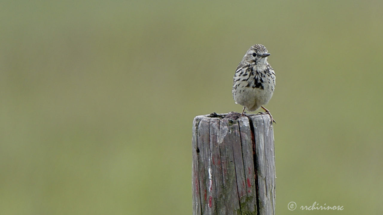 Meadow pipit