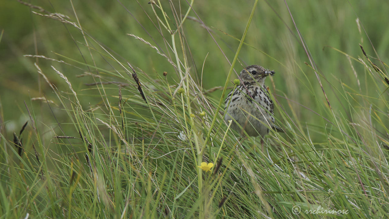Meadow pipit