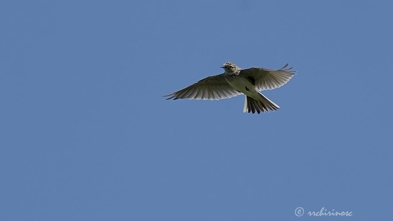 Meadow pipit