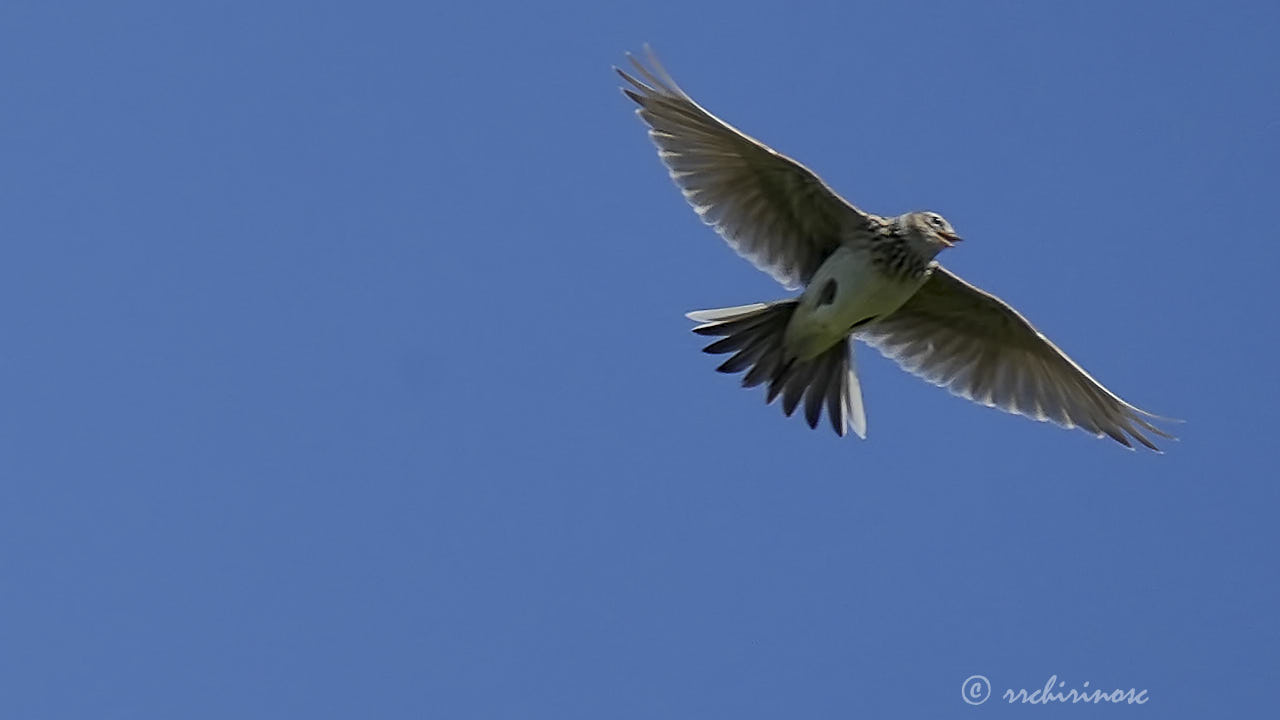 Meadow pipit