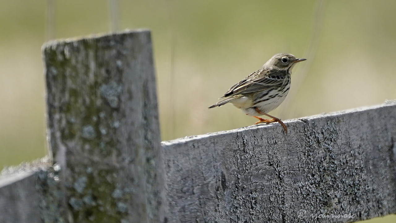 Meadow pipit
