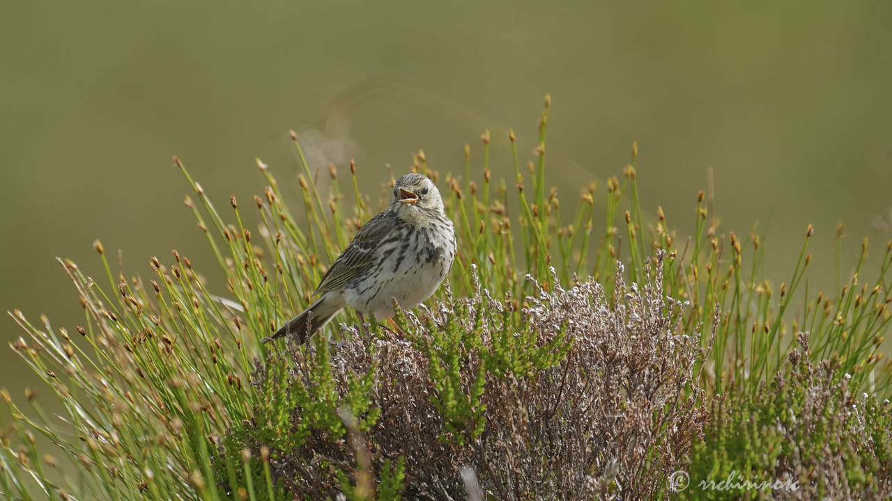 Meadow pipit