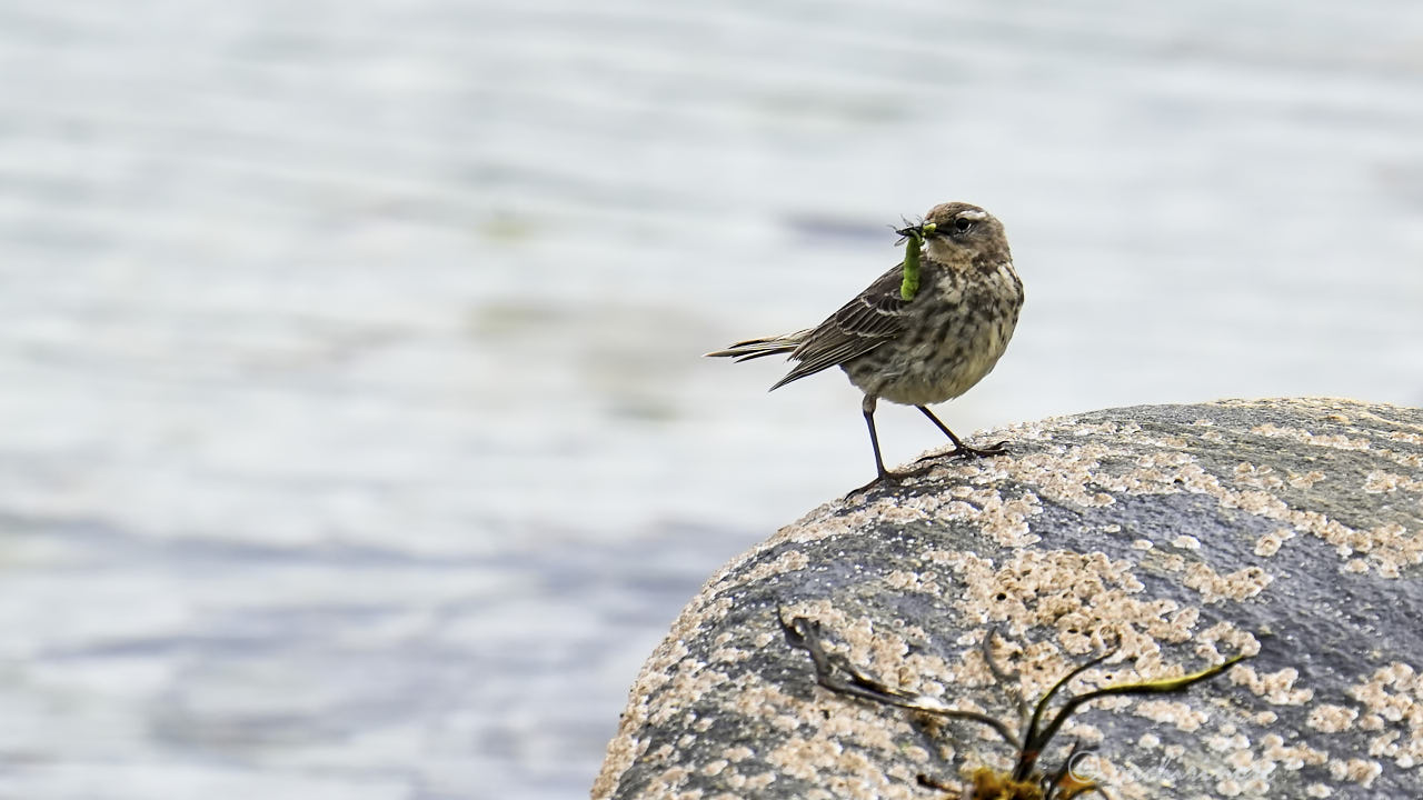 Meadow pipit