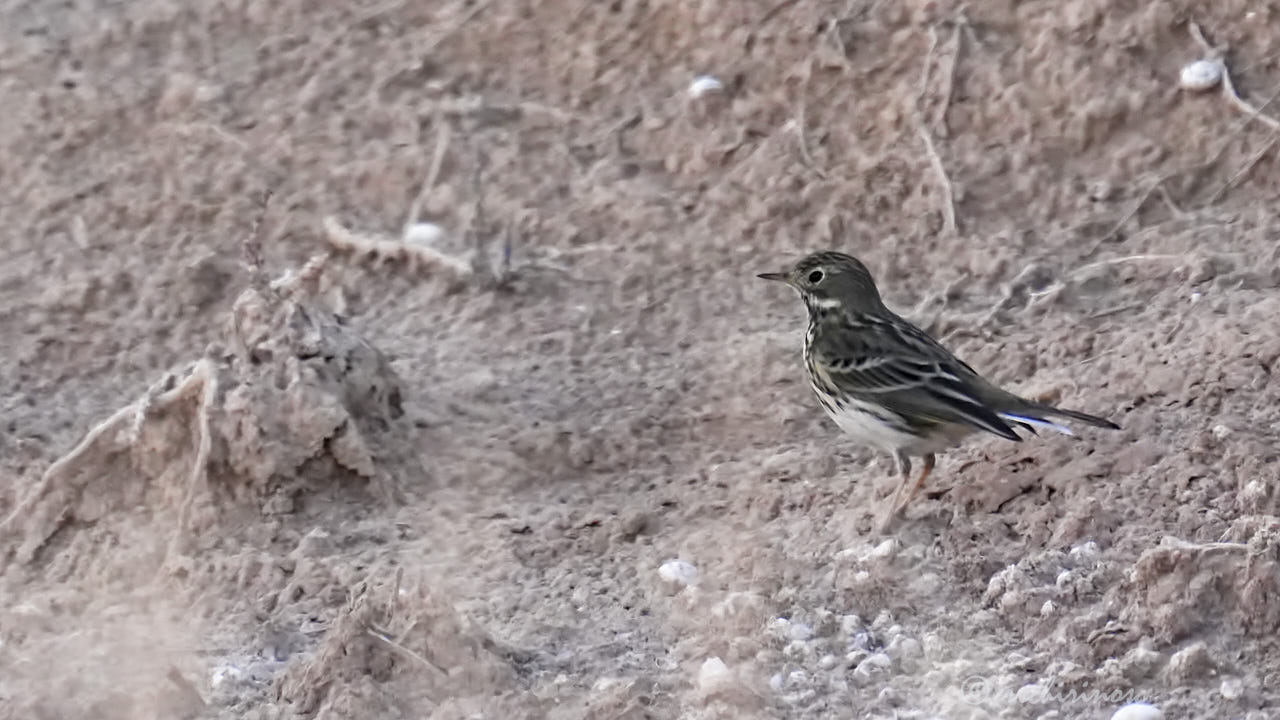 Meadow pipit
