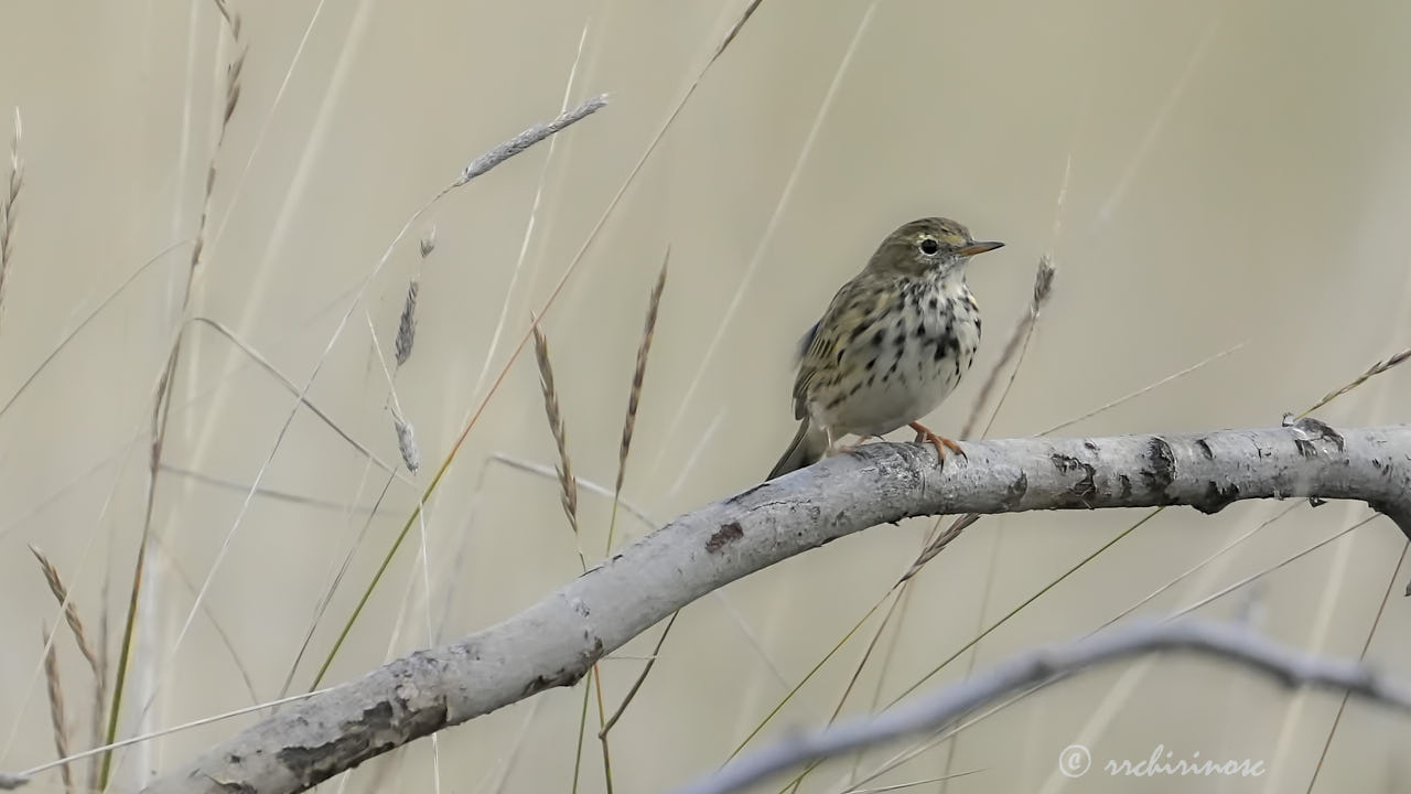 Meadow pipit