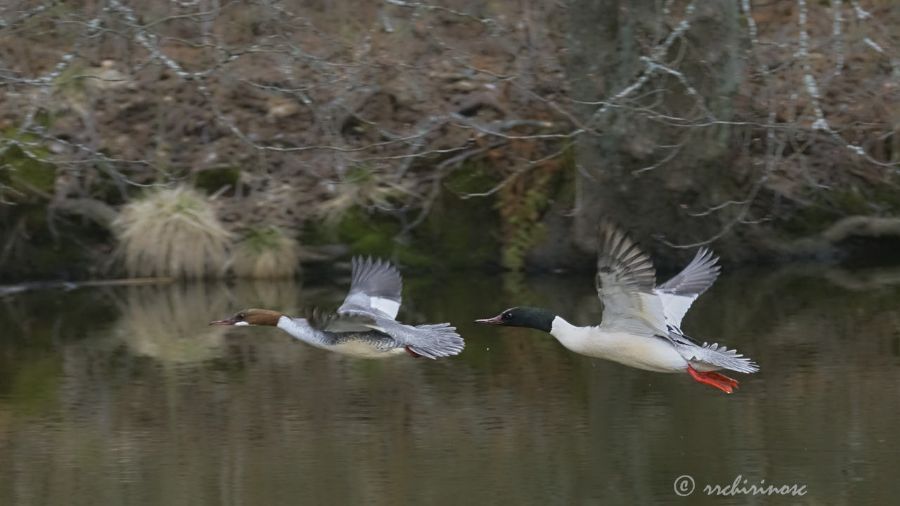 Common merganser