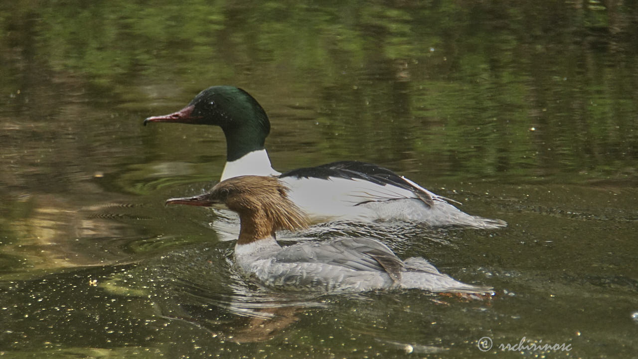 Common merganser