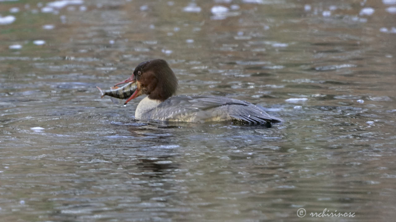 Common merganser