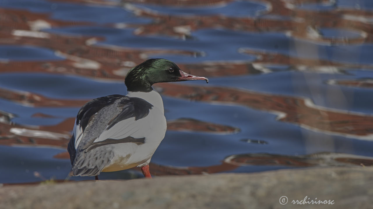 Common merganser