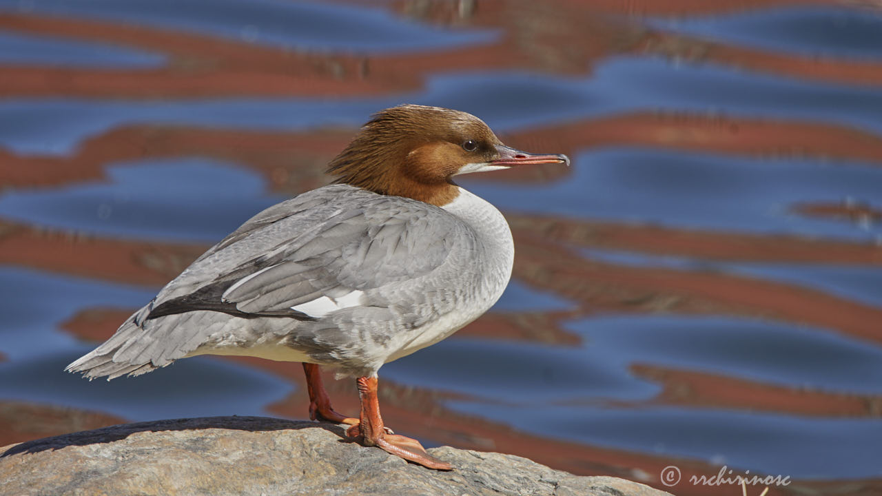 Common merganser