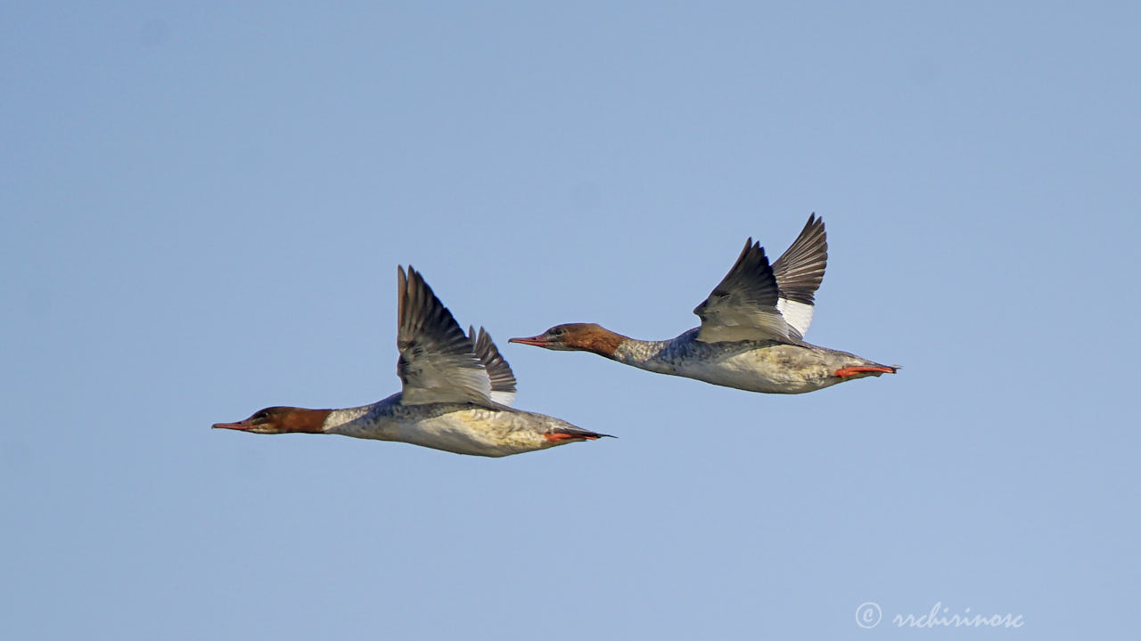 Common merganser